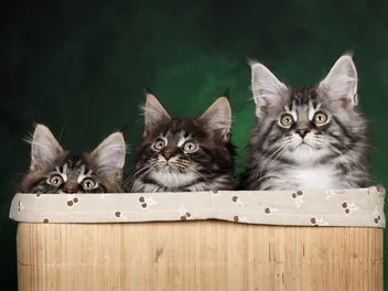 Maine Coon Kittens for Sale in North Carolina: Breeders List 2026