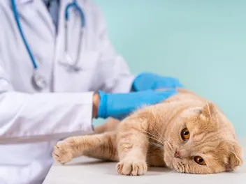 Anal Sac Disease in Cats: Causes, Signs & Treatments (Vet Answer)