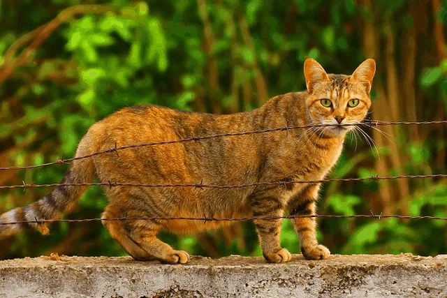 Can You Spay a Pregnant Cat? Vet-Reviewed Risks & Recommendations