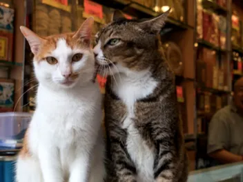 Inside the Exotic World of "Hong Kong Shop Cats": Interview with Marcel Heijnen