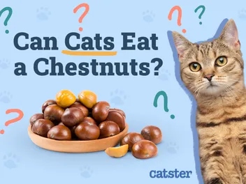Can Cats Eat Chestnuts? Vet-Approved Diet Precautions & Advice