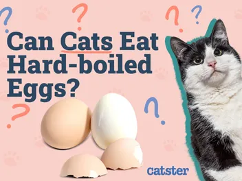 Can Cats Eat Hard-Boiled Eggs? Vet-Verified Nutrition Facts & FAQ
