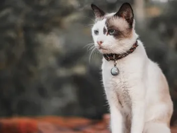 How Tight Should a Cat Collar Be? Vet-Approved Sizing & Tips