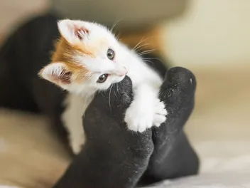 How to Get Your Kitten to Stop Biting: 6 Useful Tips