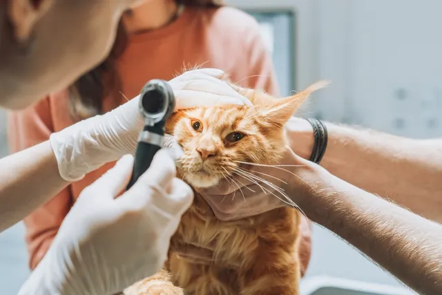 Chlamydia in Cats: Our Vet Explains the Signs, Prevention & Treatment
