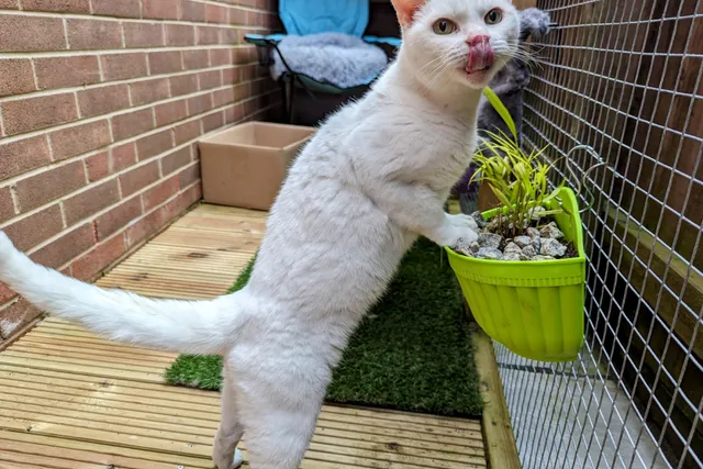 The Cat Grass Conundrum: Clutch's Fetish For Foliage