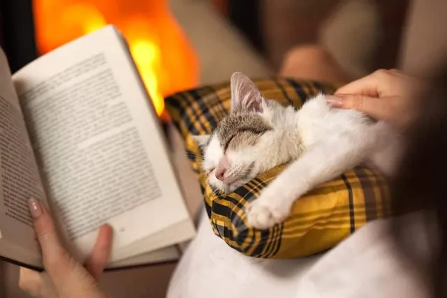 10 Paw-some Fiction Books About Cats in 2026: Our Fave Novels Starring Felines