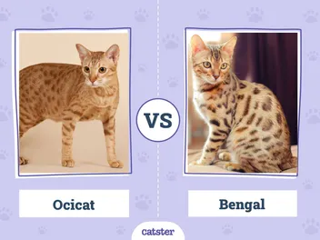 Ocicat vs Bengal: What’s the Difference? (With Pictures)