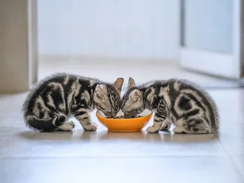 7 Best Kitten Foods for Diarrhea in 2026 - Reviews & Top Picks
