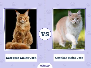 European Maine Coon vs. American Maine Coon: Vet-Reviewed Differences (With Pictures)