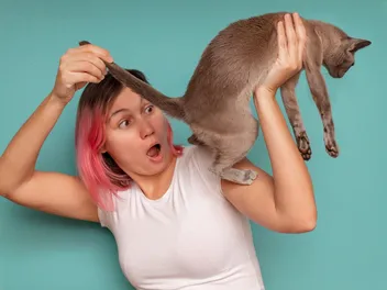Your Cat's Red Butt Has Entered the Chat (And Your Face)