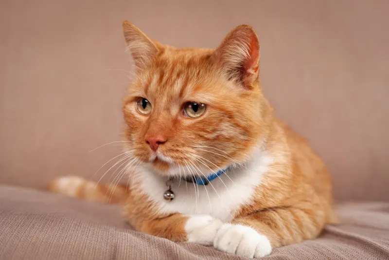 tabby cat lying on couch