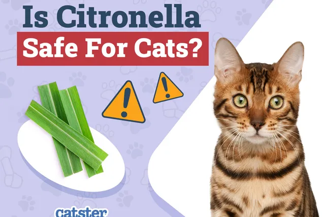 Is Citronella Safe for Cats? Vet-Approved Facts & FAQ