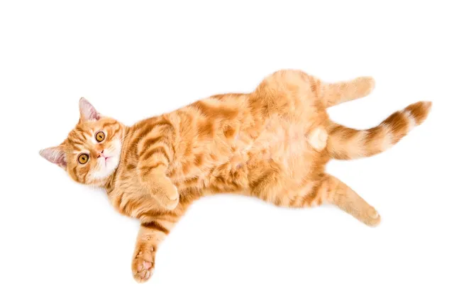 Do Male Cats Have Nipples? Vet-Reviewed Feline Anatomy Facts
