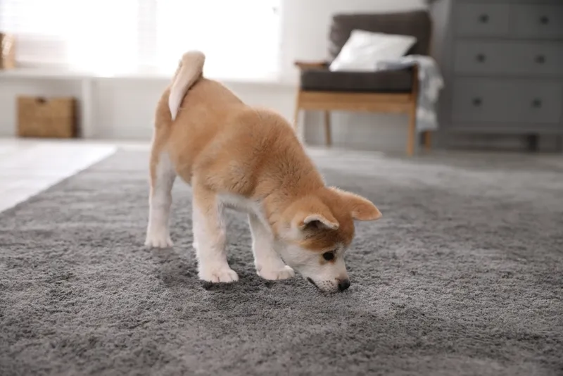 puppy sniffing carpet at home