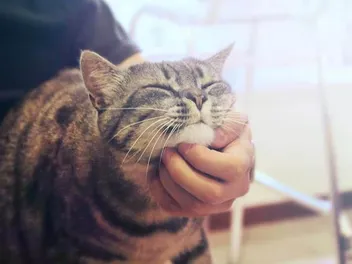 How Long After Flea Treatment Can I Pet My Cat? Vet-Approved Facts & FAQ