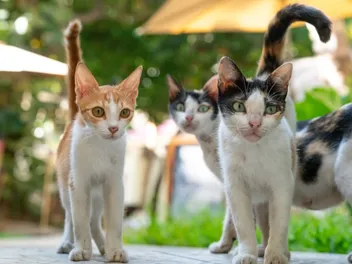 Win–Win: How a Community TNR Project Helped Cats and Vet Students
