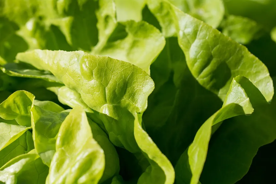 Green Leaf Lettuce