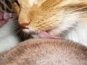 Why Does My Cat Lick Me in the Middle of the Night? 5 Vet-Reviewed Reasons