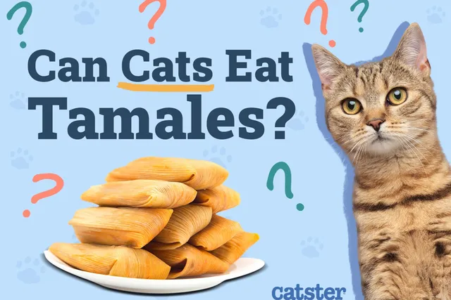 Can Cats Eat Tamales? Vet-Approved Facts & Alternatives
