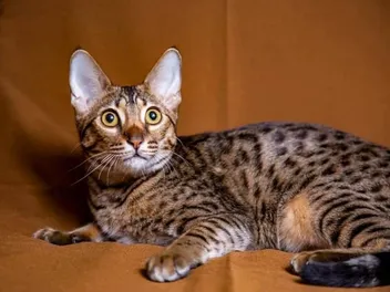 What's an F4 Savannah Cat? What Are They Like?