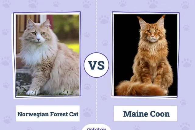 Norwegian Forest Cat vs. Maine Coon: Vet-Reviewed Differences (With Pictures)