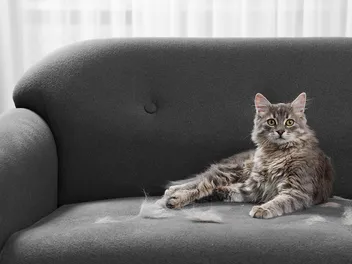 Why Do Cats Shed So Much? 8 Possible Causes & When to Be Concerned