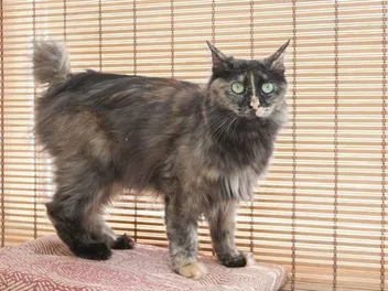 How to Cat Proof Blinds: 7 Helpful Tips to Try Today