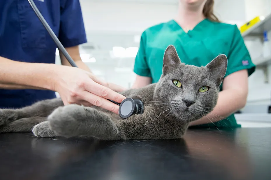 veterinarians examining a grey cat