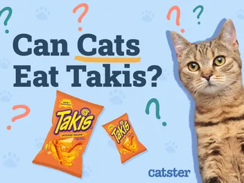 Can Cats Eat Takis? Vet-Reviewed Precautions & Health Guidelines
