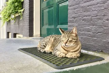 Cat-sitting-on-an-outdoor-heated-mat