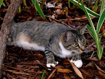 Why Does My Cat Wiggle Before They Pounce? 4 Vet-Reviewed Reasons