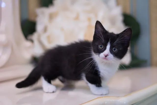 Black & White (Tuxedo) Munchkin Cat Breed: Info, Pictures, Origin & More