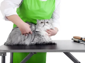 Do Cats Need Professional Groomers? Vet-Reviewed Cleaning Facts & Tips