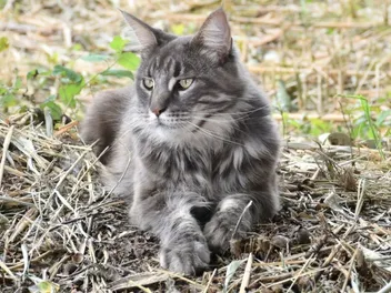 How Long Do Maine Coon Cats Live? Vet-Verified Lifespan & FAQ
