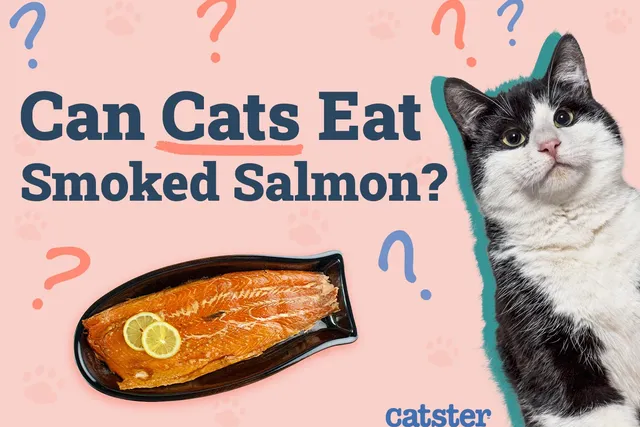Can Cats Eat Smoked Salmon? Vet-Reviewed Facts & FAQ
