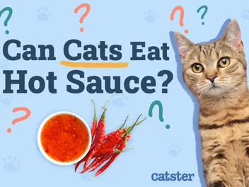 Can Cats Eat Hot Sauce? Vet-Verified Safety Guide