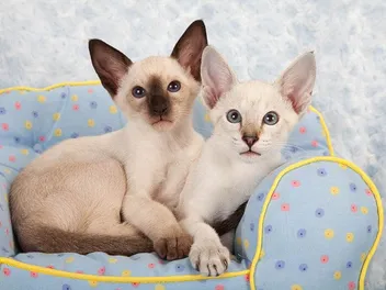 Siamese Kittens for Sale: 2026 Breeders List in Canada (BC, Ontario, Quebec, Alberta)