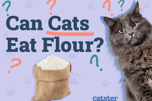 Can Cats Eat Flour? Our Vet Answers
