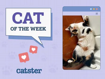 Catster Photo Contest: Cats of the Week Winners (October 2, 2025)