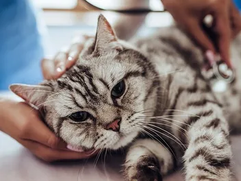My Cat Is Not Eating But Acting Normal, What’s Wrong? 7 Vet-Reviewed Issues