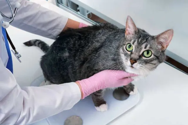 Why Is My Cat Not Losing Weight? Vet Approved Reasons & Advice