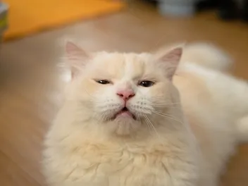 Why Do Cats Open Their Mouth When They Smell? Reasons Explained (Vet Answer)