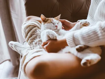 Why Does My Cat Sleep On My Legs? 11 Vet-Reviewed Explanations For This Behavior