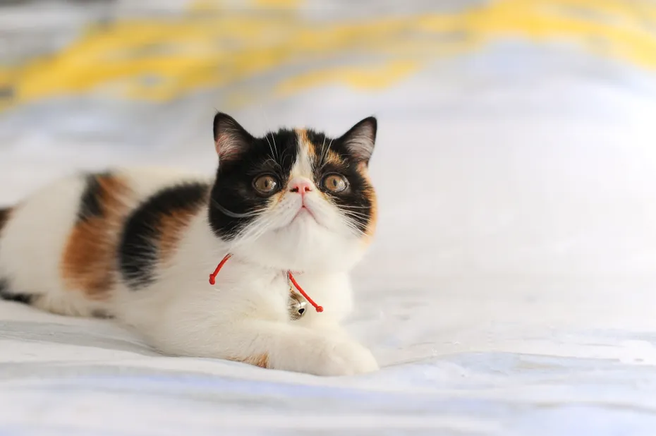 exotic shorthair cat lying on bed
