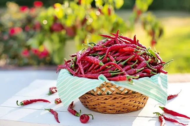 Will Cayenne Pepper Keep Cats Away? Vet-Reviewed Facts & FAQ