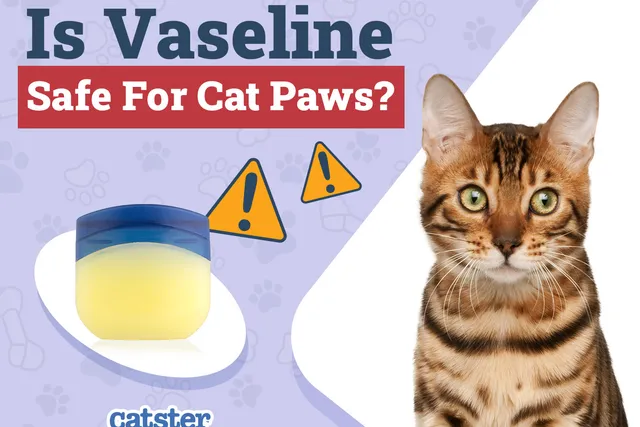 Is Vaseline Safe for Cat Paws? Vet Reviewed Facts & FAQ
