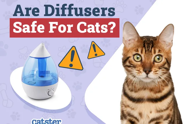 Are Diffusers Safe for Cats to be Around? Vet-Approved Science & Safety Guide
