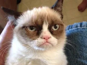 What Breed of Cat Was Grumpy Cat? Feline Celebrity Facts