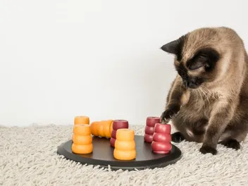 What Is a Cat’s IQ? Vet-Verified Facts & How to Test Feline Intelligence